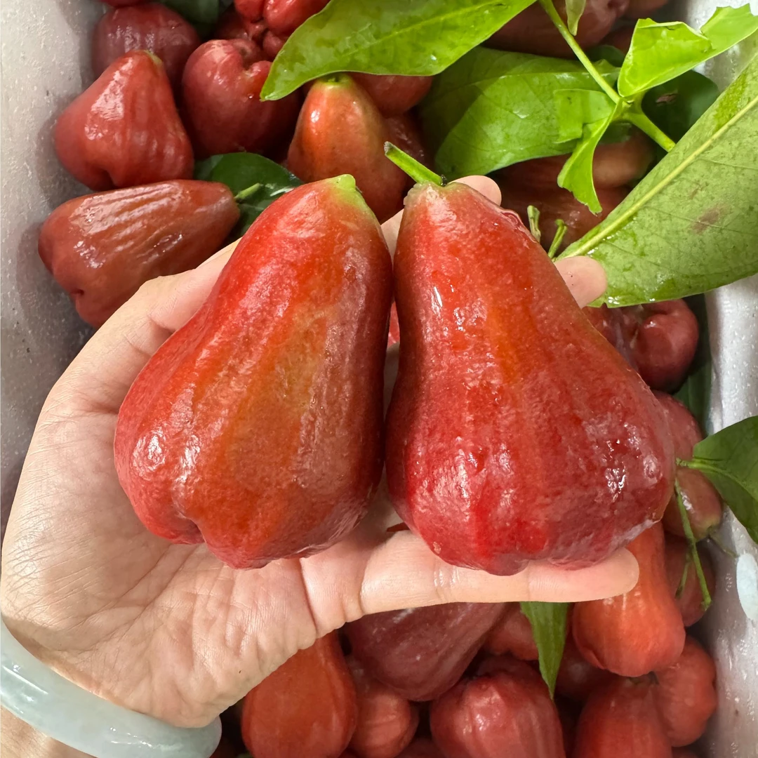 18元1斤 新鲜莲雾其他/others云南省