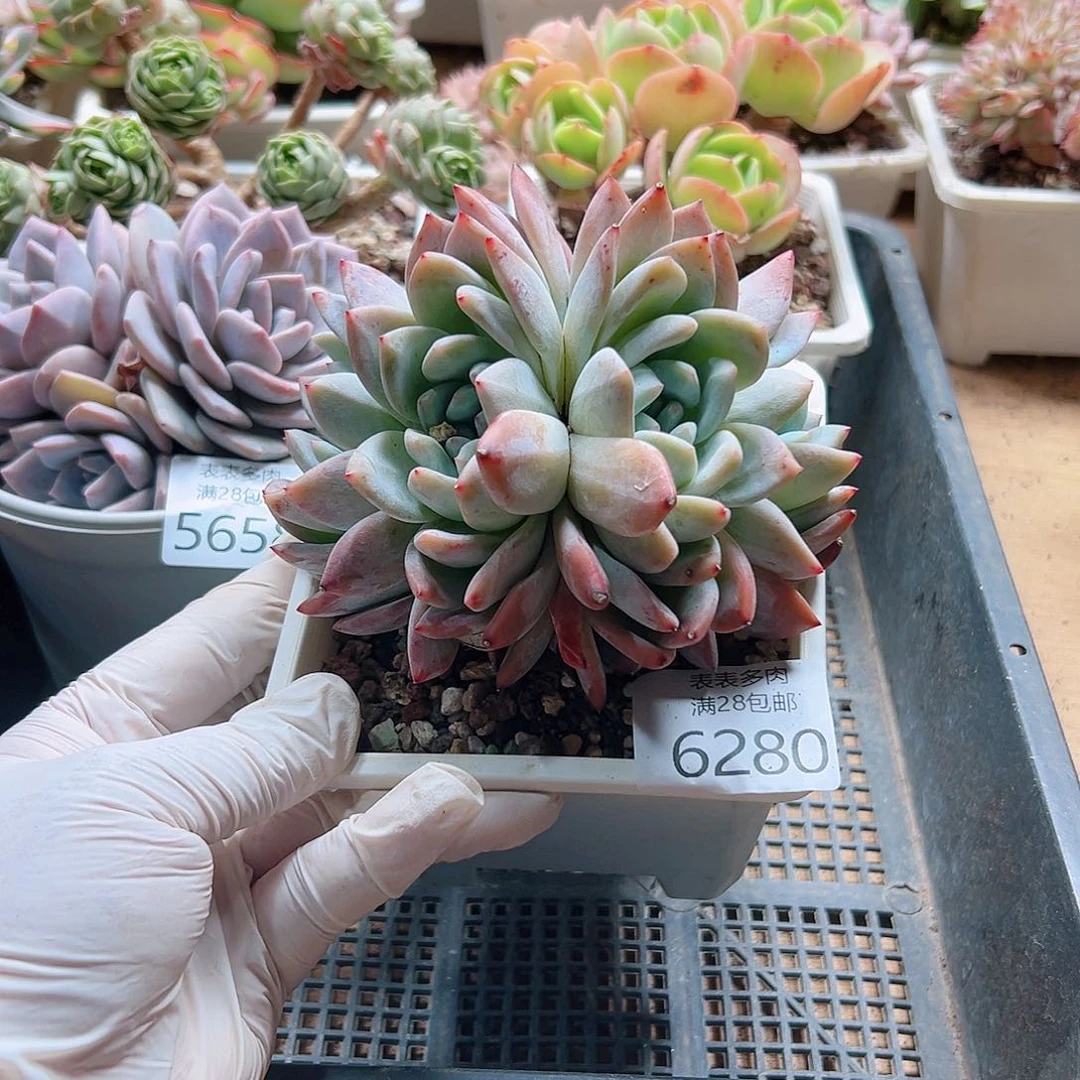 多肉一物一拍6280