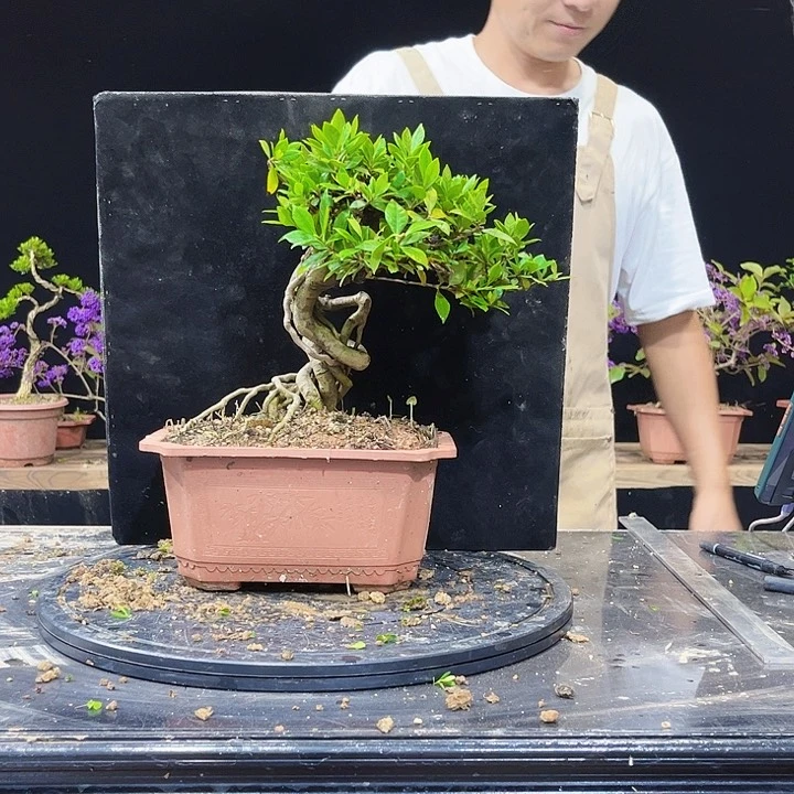 无花朵四季揽叶栀子花