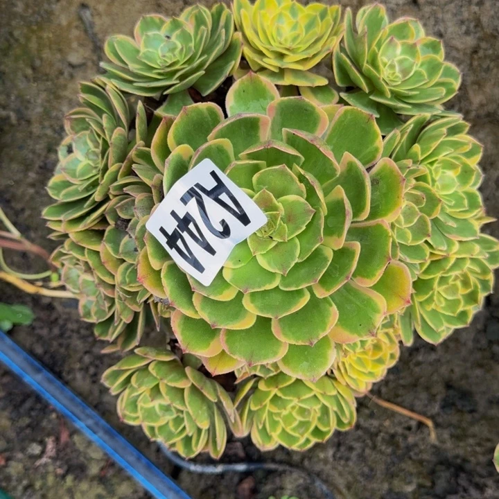 粉花妖花25-36包邮花花