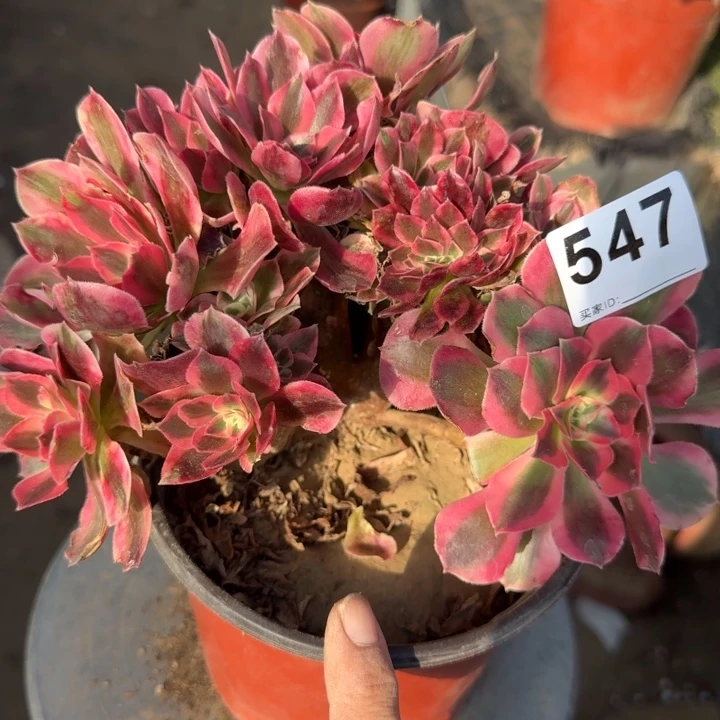 糖果女巫法师锦缀化有伤547