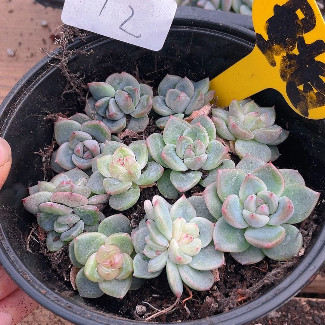 量拍多肉植物多肉植物12