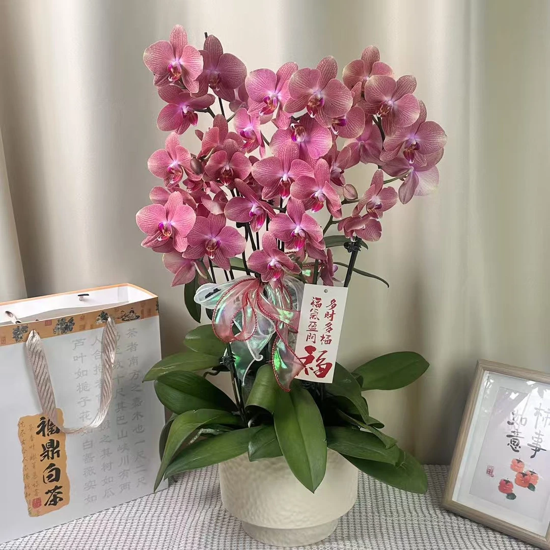 蝴蝶蘭【三文鱼】高端独特色系花花 桌面精致款皮实好养