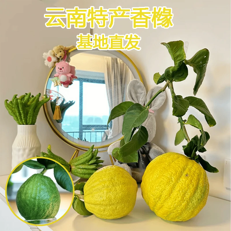 【香橼果】云南特产香橼果绿果摆件天然香薰礼佛居家摆件植物香薰