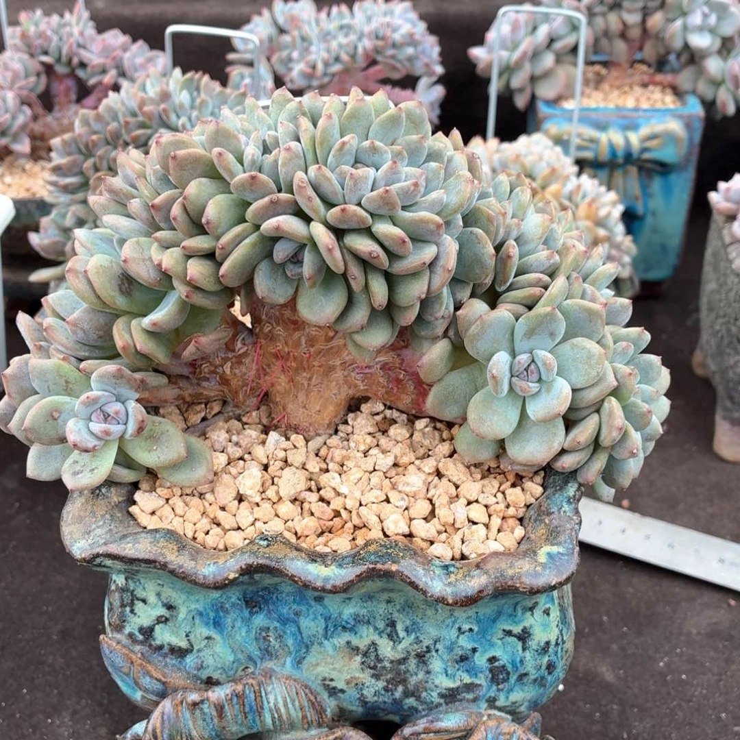 招**?招财猫寄养8888888