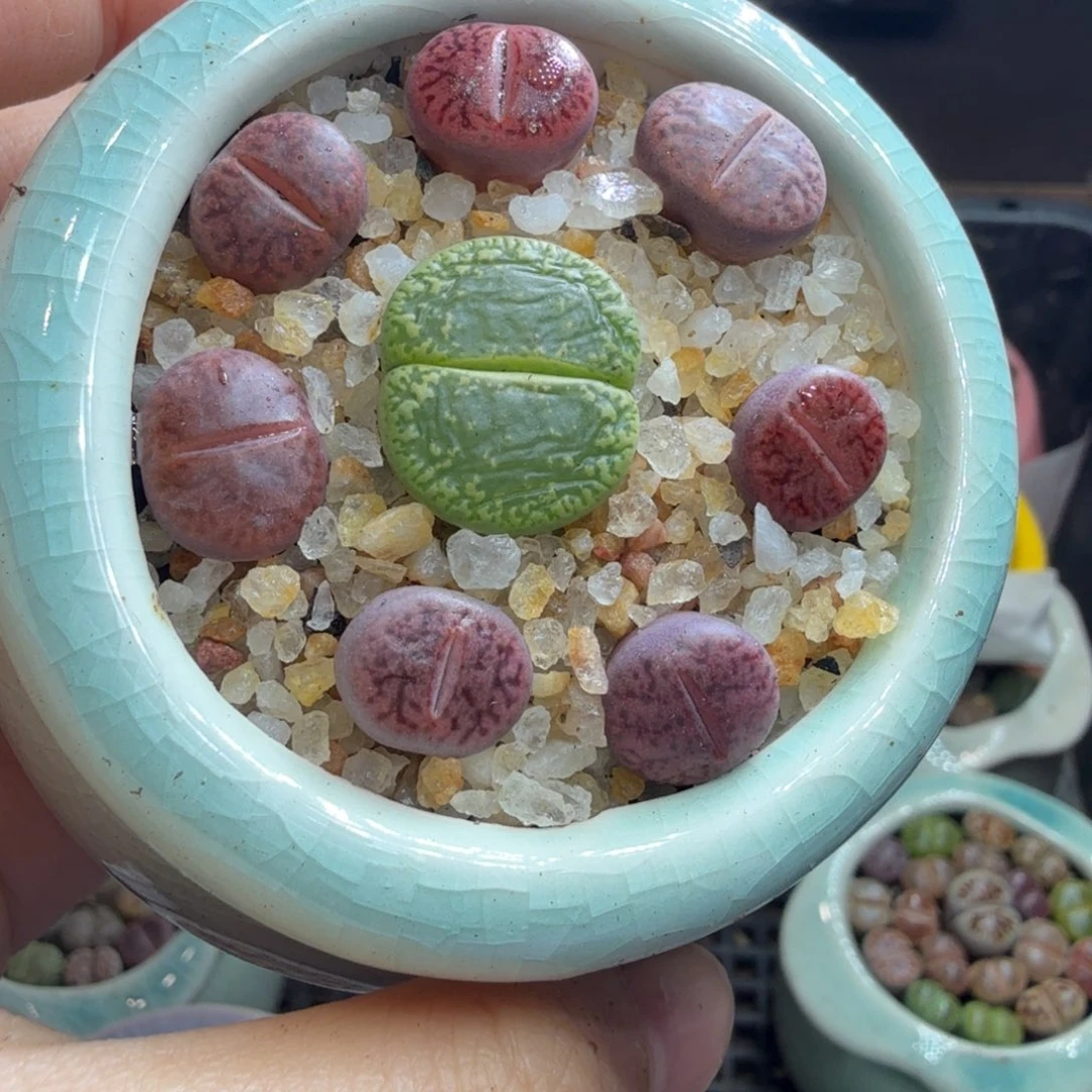点***点多肉植物福利冲冲736
