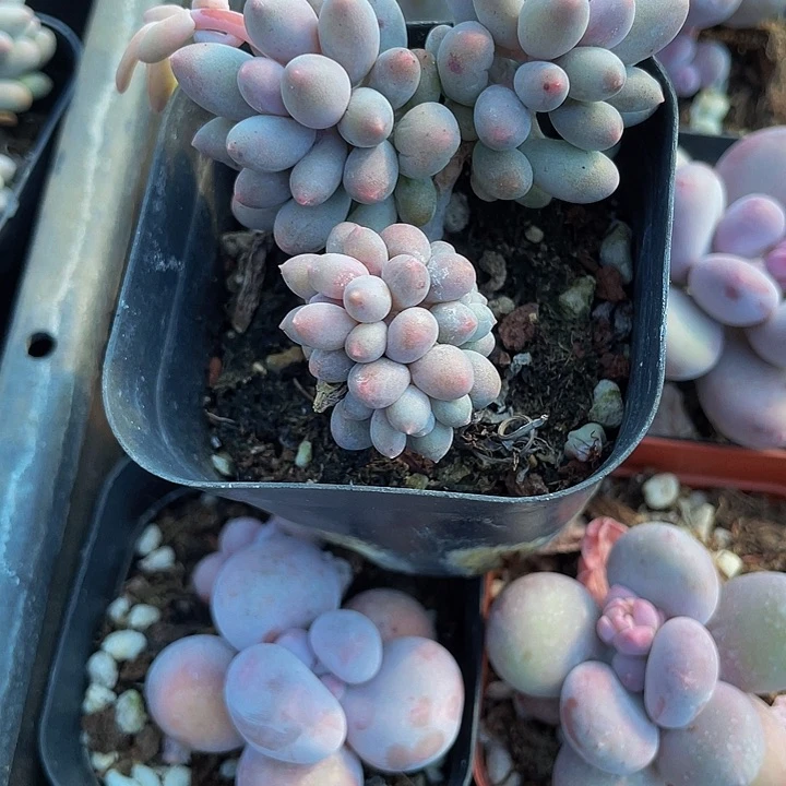 6.5方婴儿手指群带盆