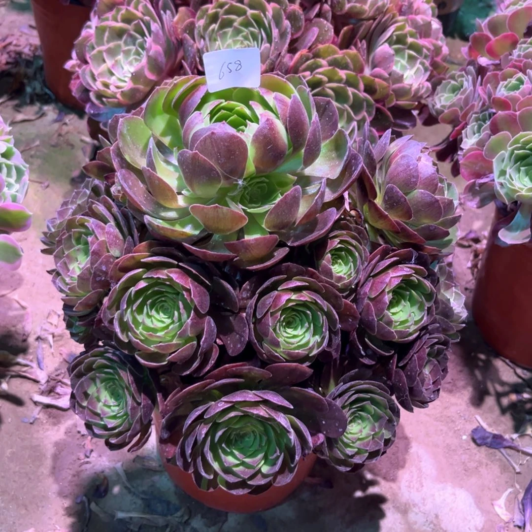 无花朵多肉植物黑美人658