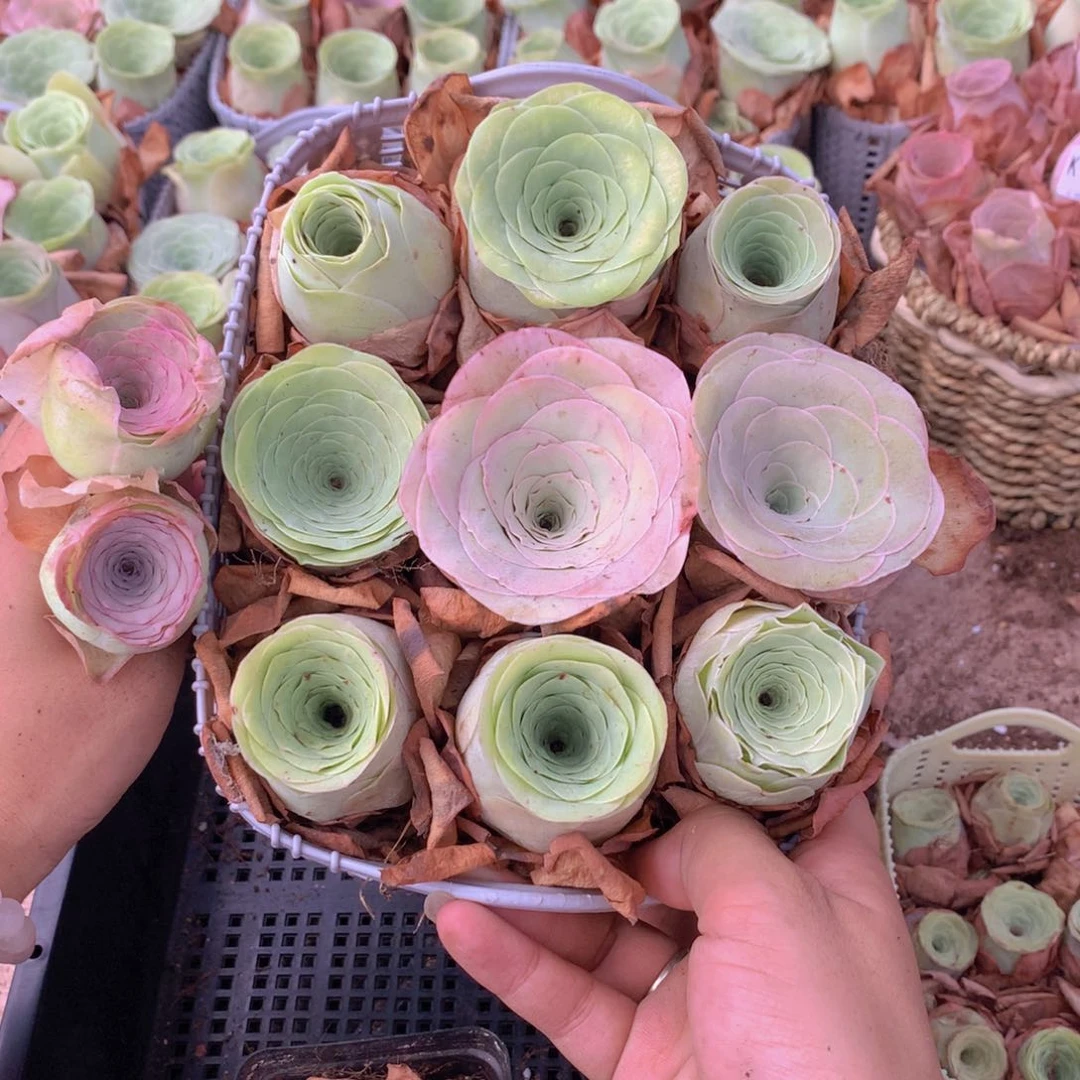 9颗大单头送2颗量拍