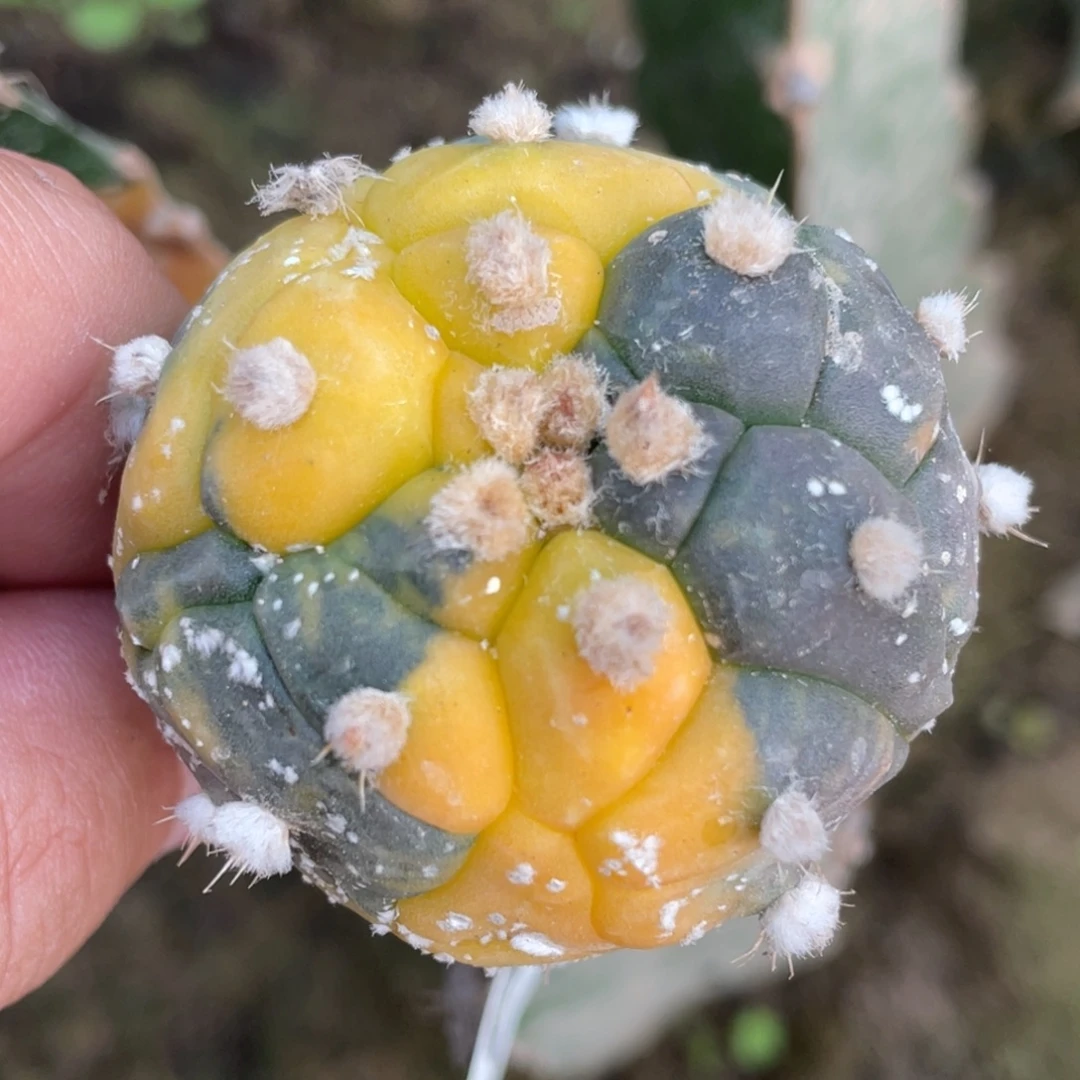 全部花朵乳突龟甲兜锦969