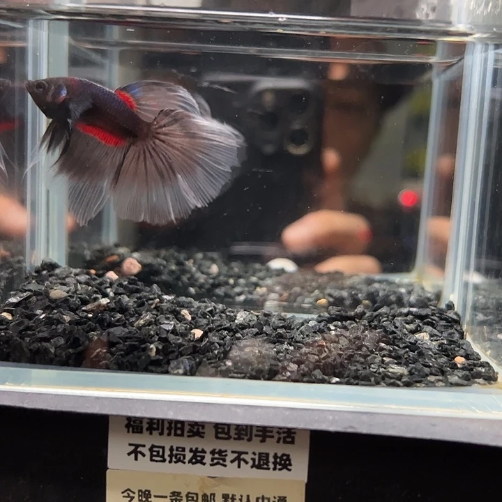 斗鱼竞拍跑单拉黑26日60