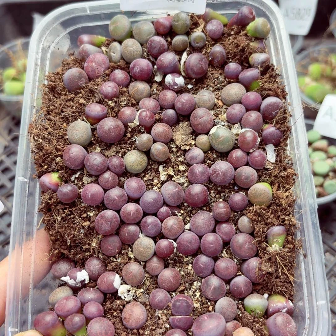5730—生石花 生石花