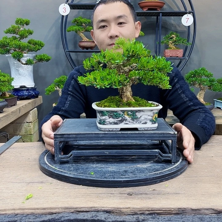 黄杨盆景四季常青不落叶一**夫