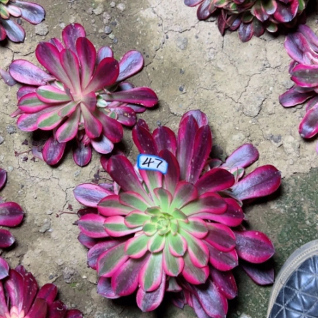 【闪购商品】多肉植物美杜莎嫩桩47