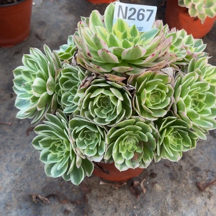 瑞妈多肉园艺267。海王