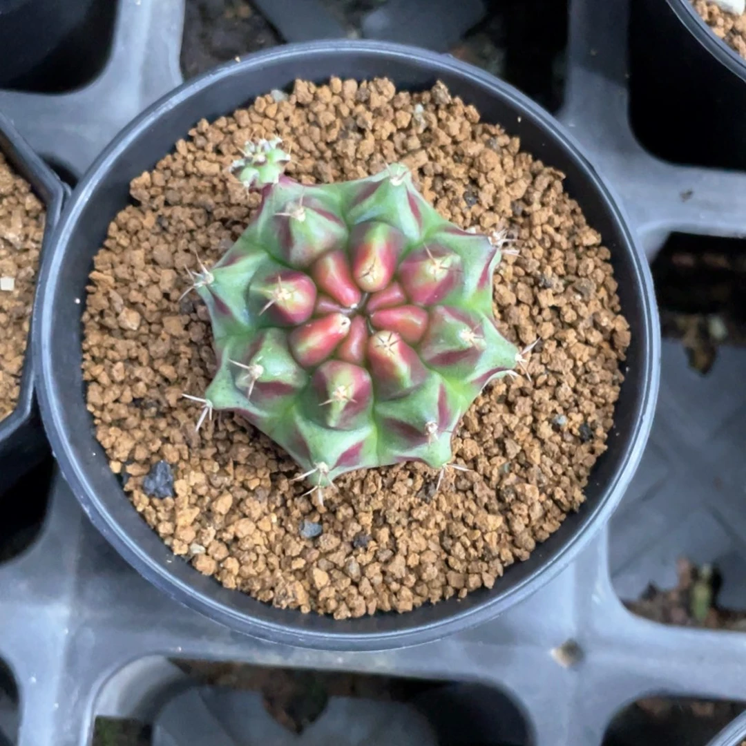 当前无花朵，栽培后可花朵粉红派