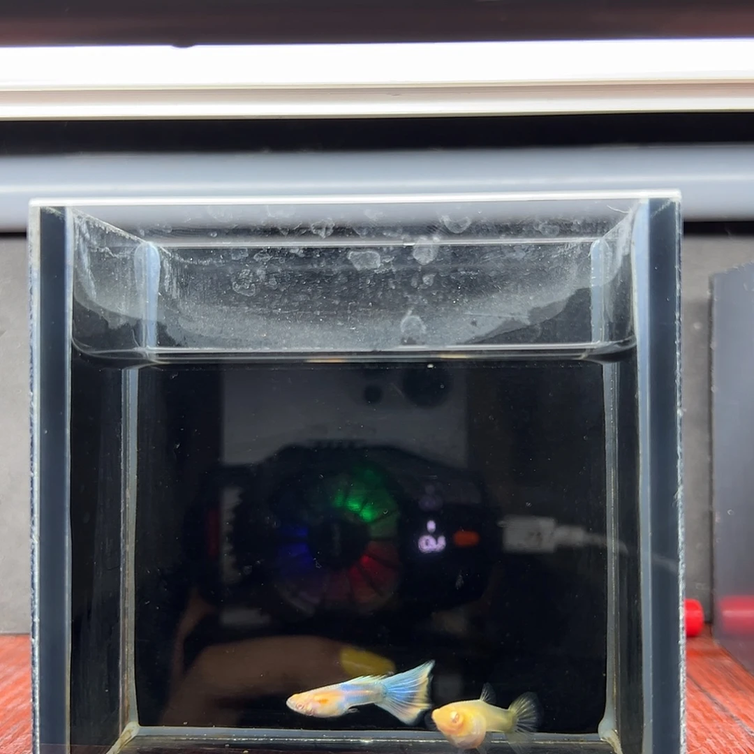 孔雀鱼极光孔雀鱼一对