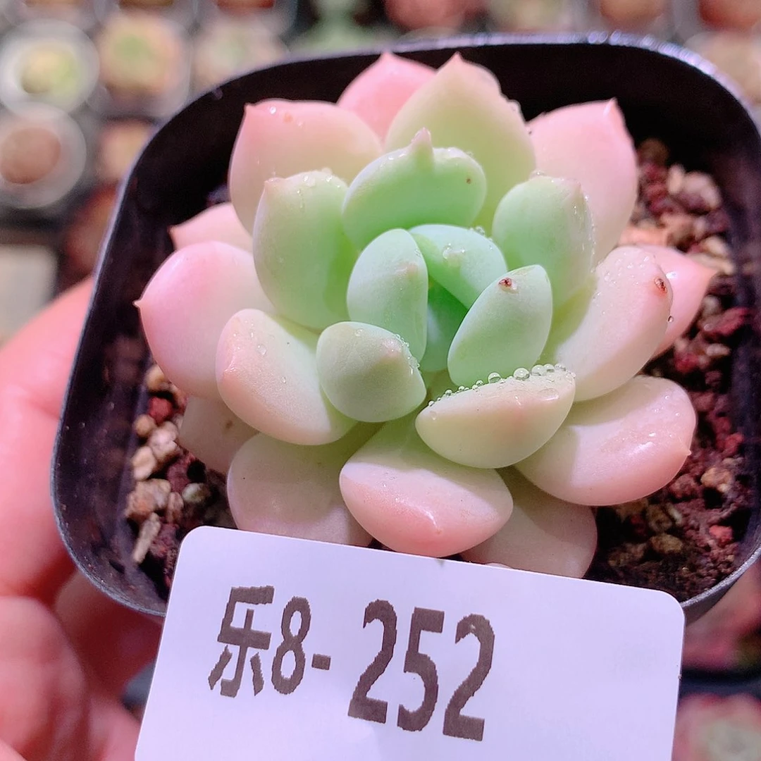 乐然8- 252 白玉单头