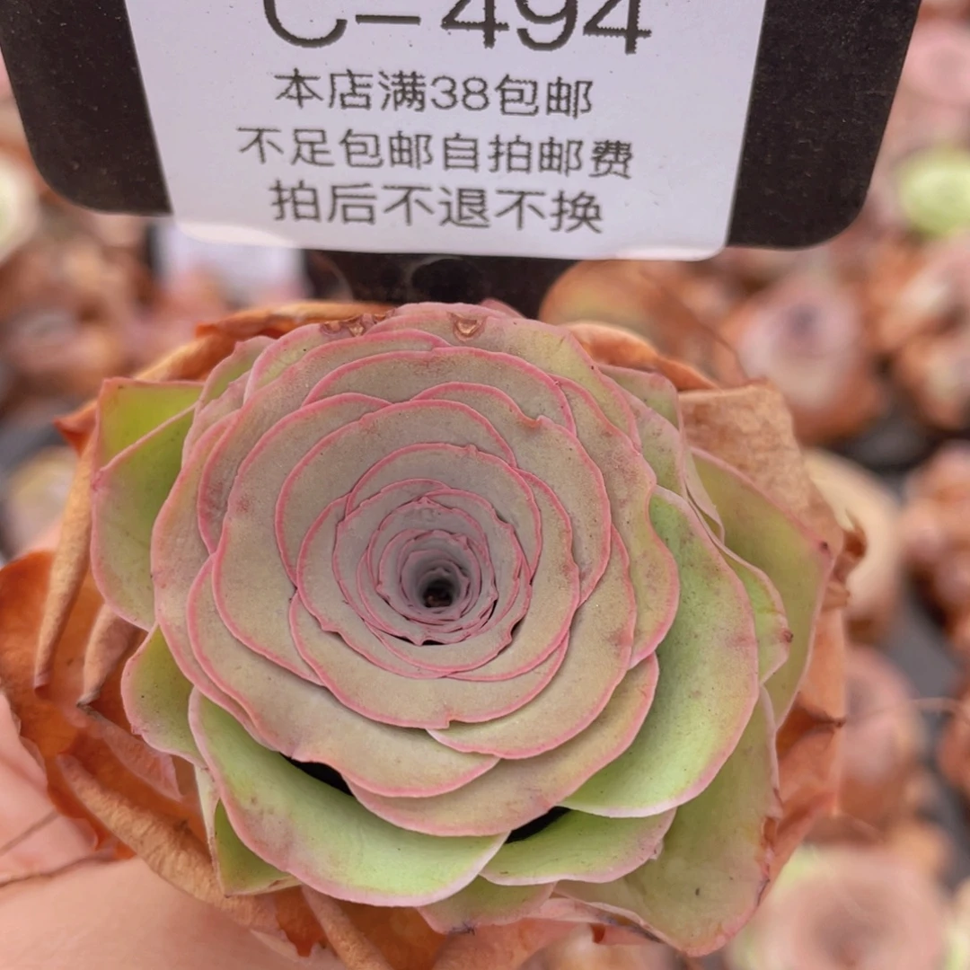 山地玫瑰C494裸根发货断枝不包损不售后