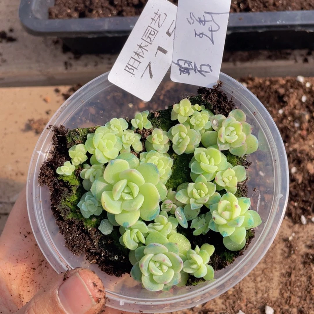 量拍多肉植物多肉植物715