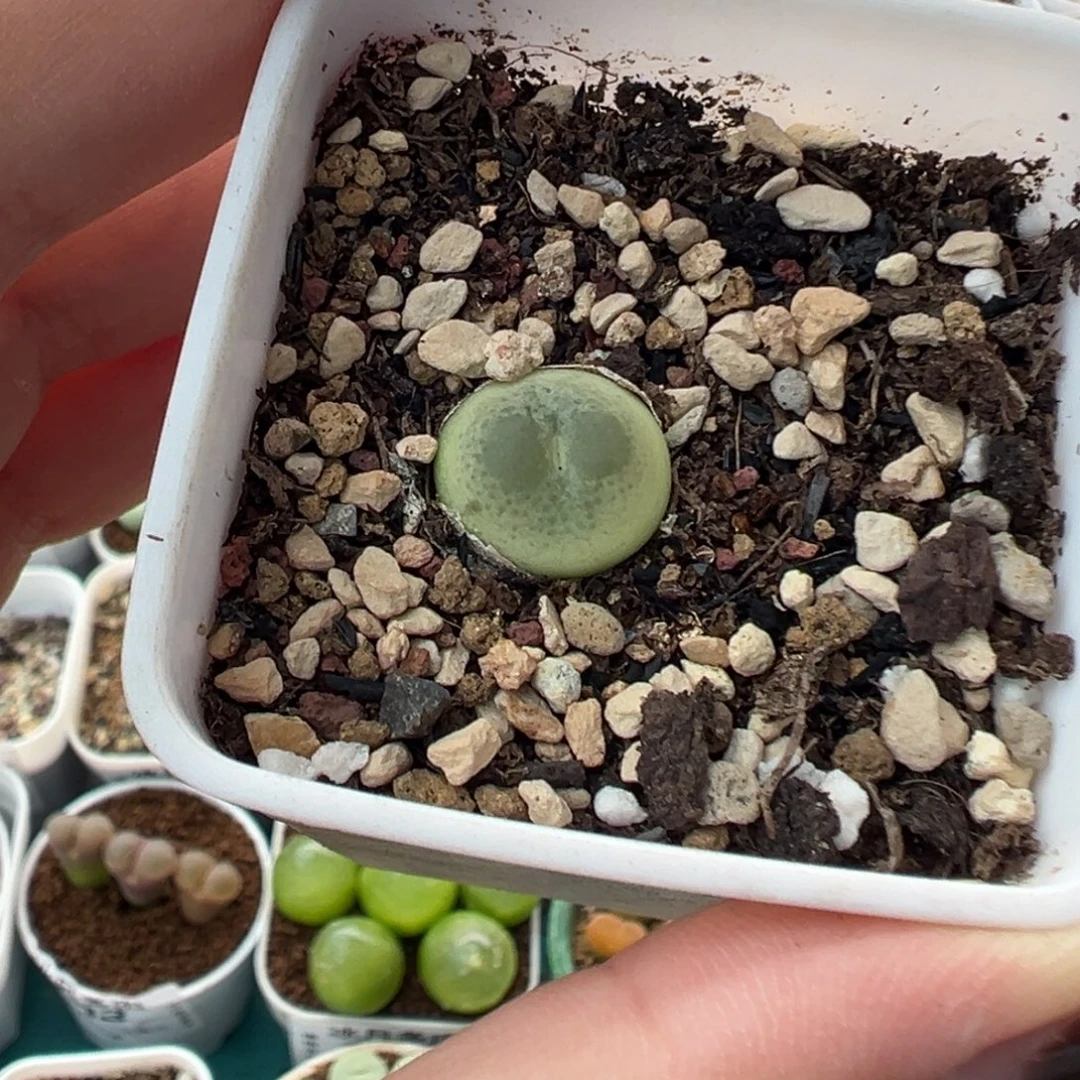 140紫皮拉登带盆土