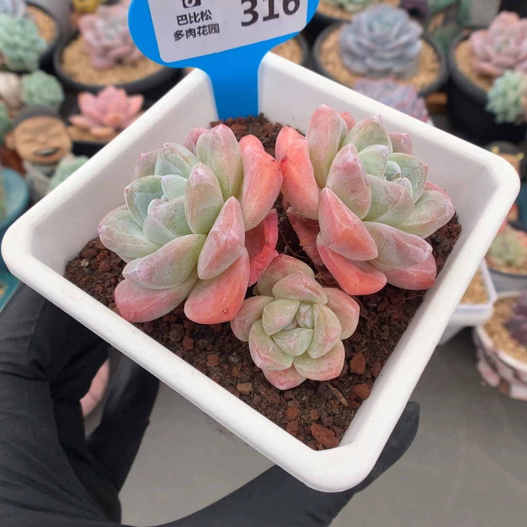 316 冰玉多肉多肉多肉