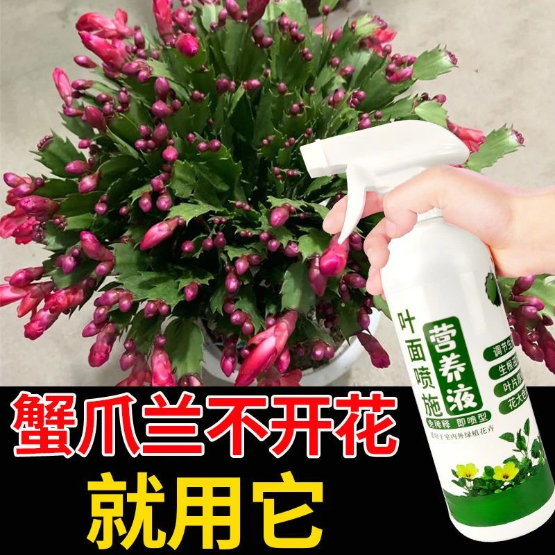 蟹爪兰营养液花多多黄叶一遍绿生根剂催花王绿叶宝专用肥促生长液