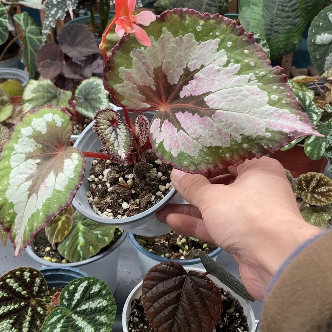 完全开放杂菜绿边