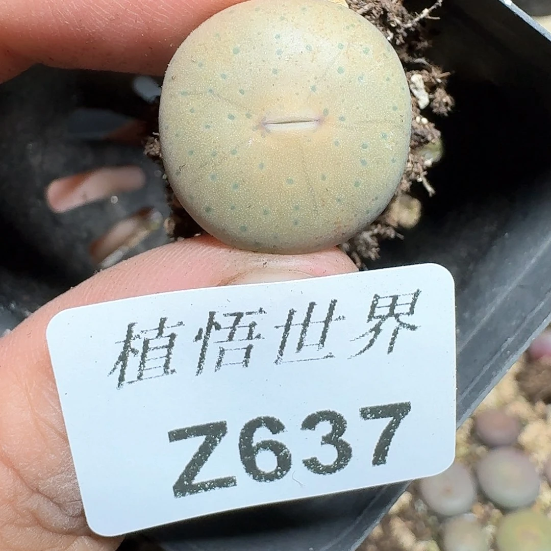 637盒多肉植物哇vh