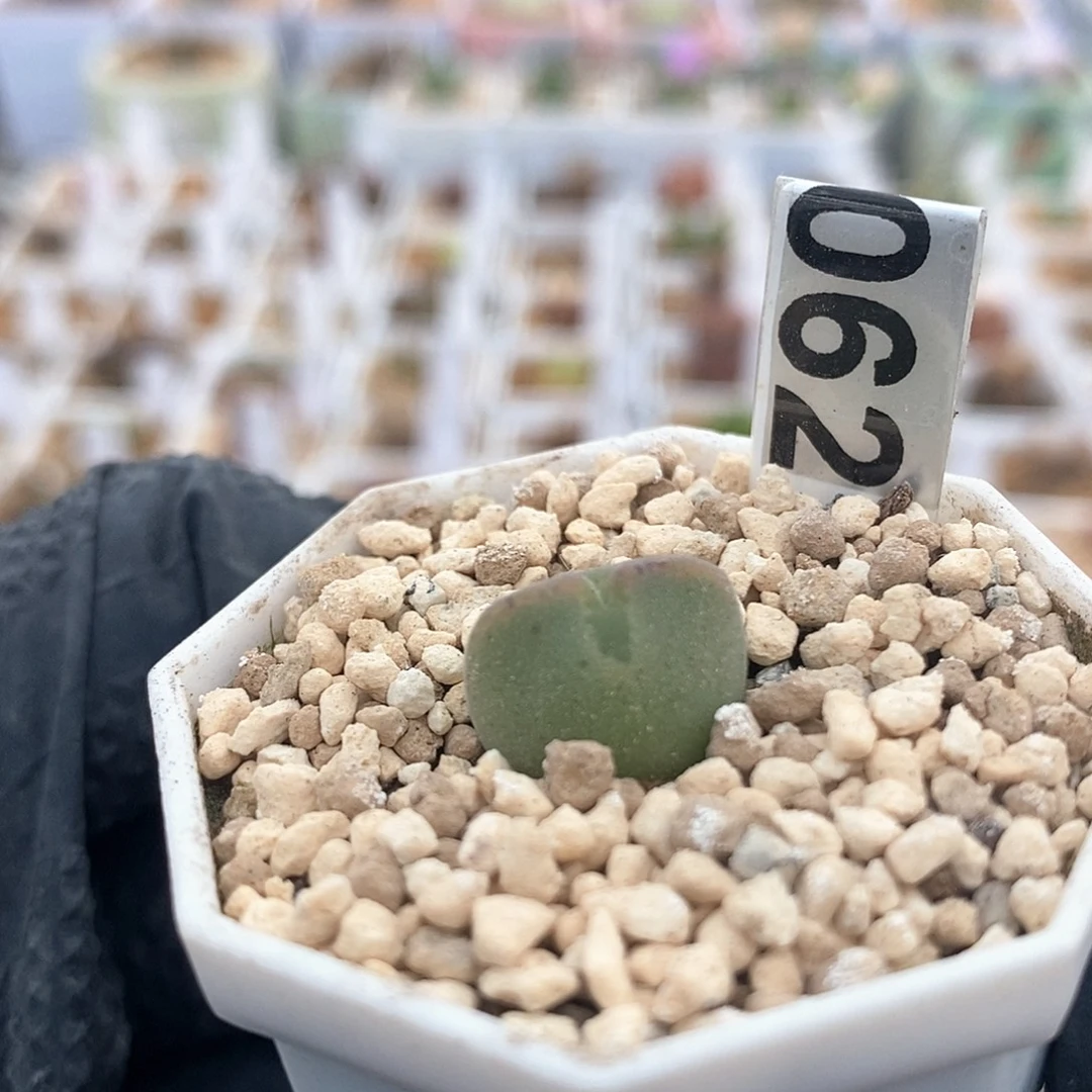 一物一拍空蝉尺寸1.5