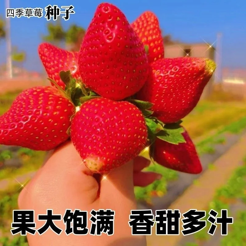 奶油草莓种子白红草莓种籽子阳台盆栽蔬菜庭院室外水果蔬菜种子
