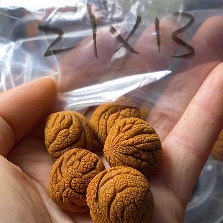 文玩核桃手串秦岭野生龙纹桃核21