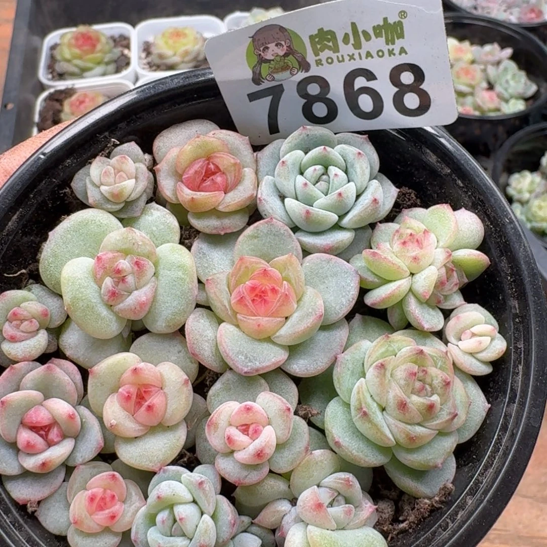 多肉植物多肉植物
