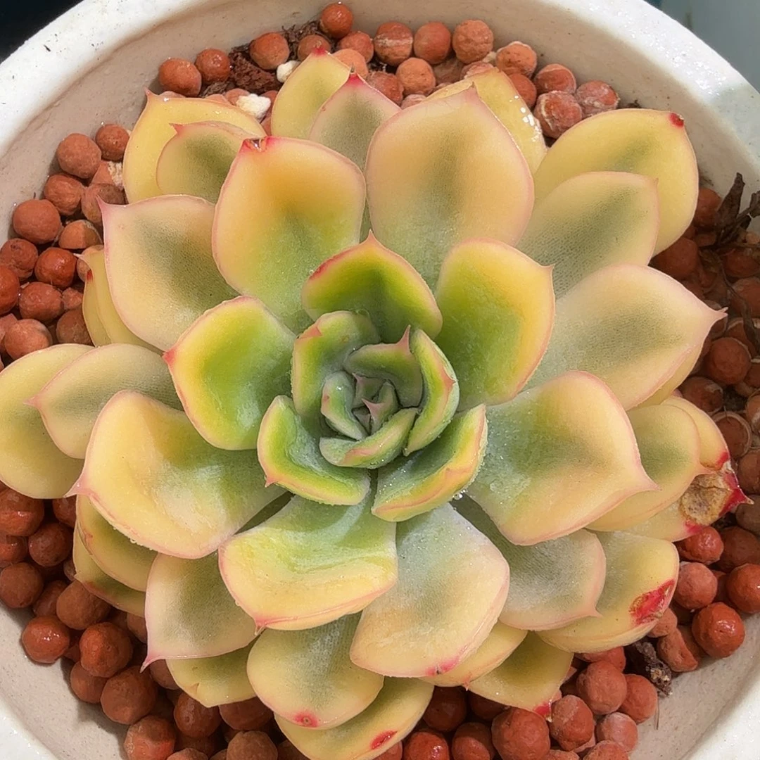 武仙座锦，多肉植物