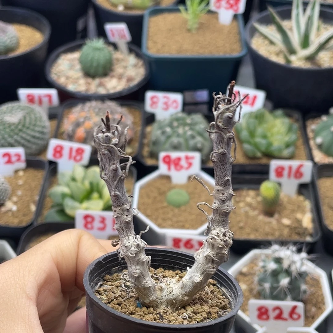 老庄夜叉姬仙人球多肉植物