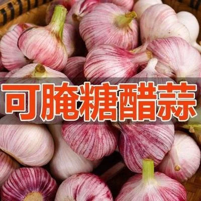 【农家自种】2025年开封杞县红皮大蒜 现挖新鲜湿蒜 适合腌糖蒜