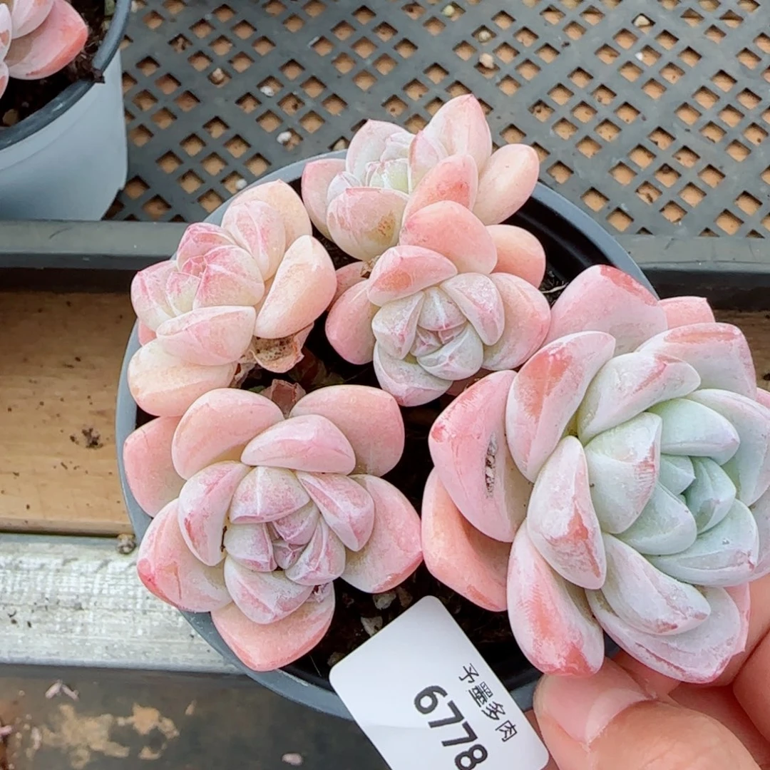 长杆冰玉，6778多肉植物