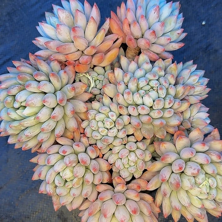 幸***虫啊呃呃呃嗯嗯咯哦哦咯咯哦哦