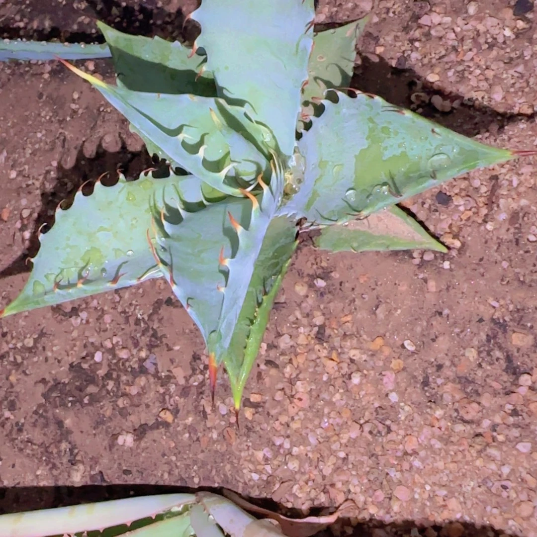 ～***j块根植物块根植物