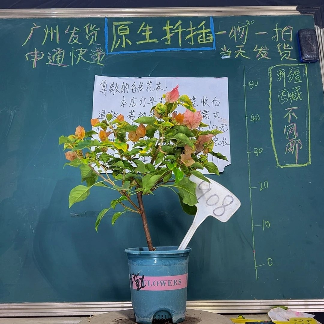 当前无花栽培后可以开花 橙九月  908