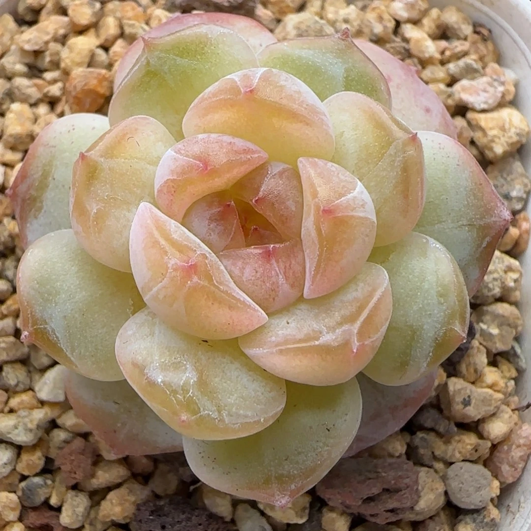 【满39包邮非偏远】866