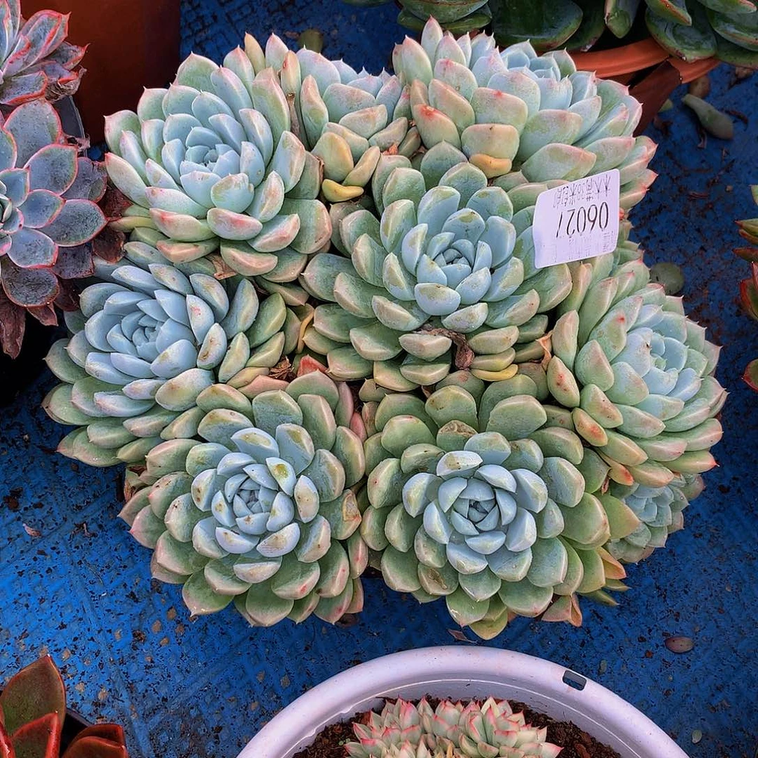 用***8     奶油美人多肉06027