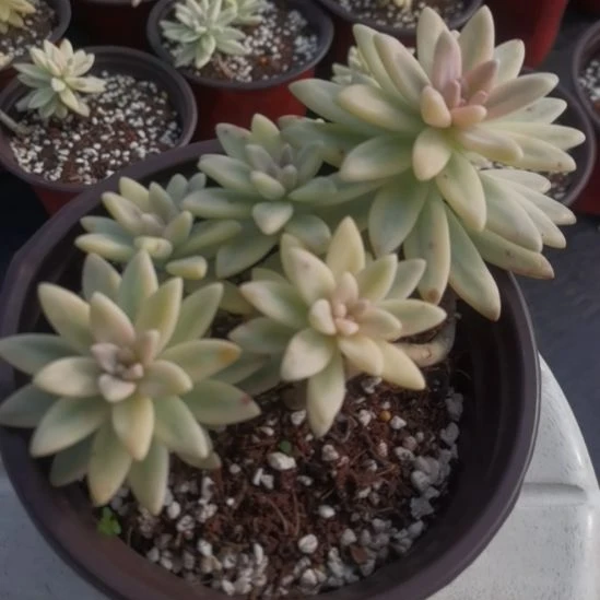 秋丽白覆轮锦小老桩
