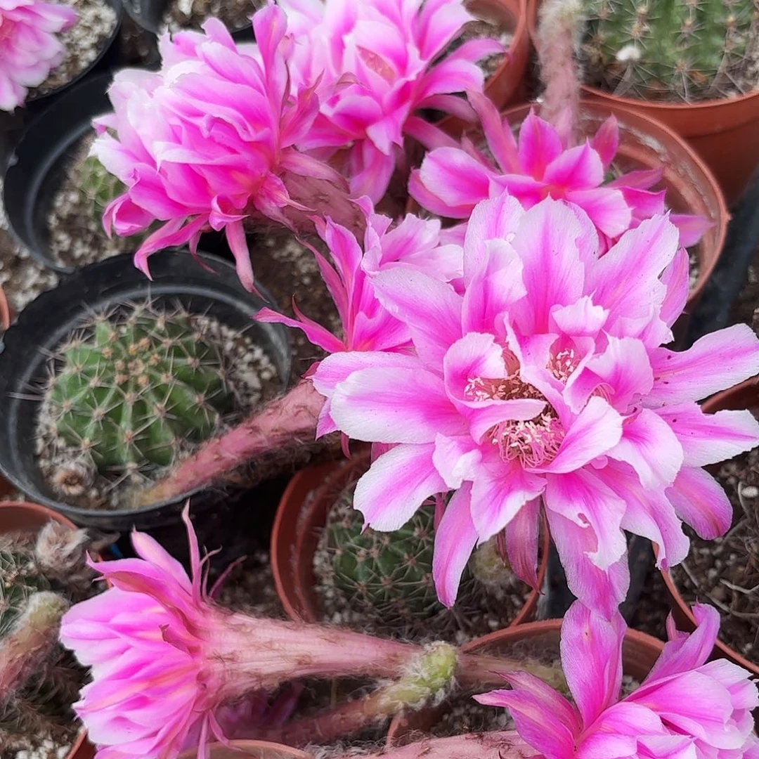 带根烟花20包邮4-5公分