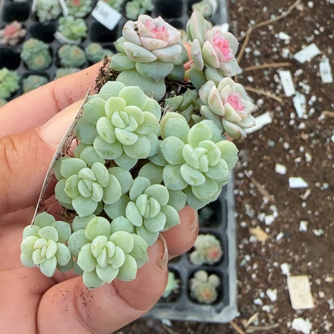 F***y小卡拉米糖心一物一拍