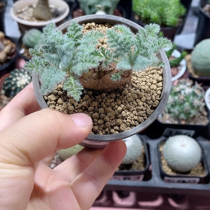 馬***。911羽叶杨葵块根植物