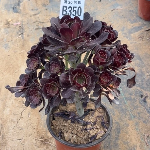 350黑元叶不包断枝