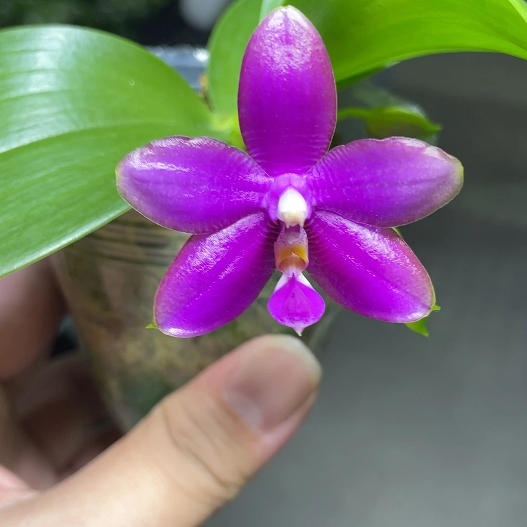 完全开放紫粉开花株 123号