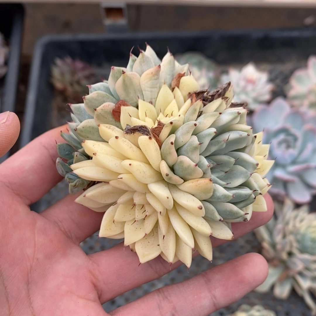 妲己锦多肉植物8917