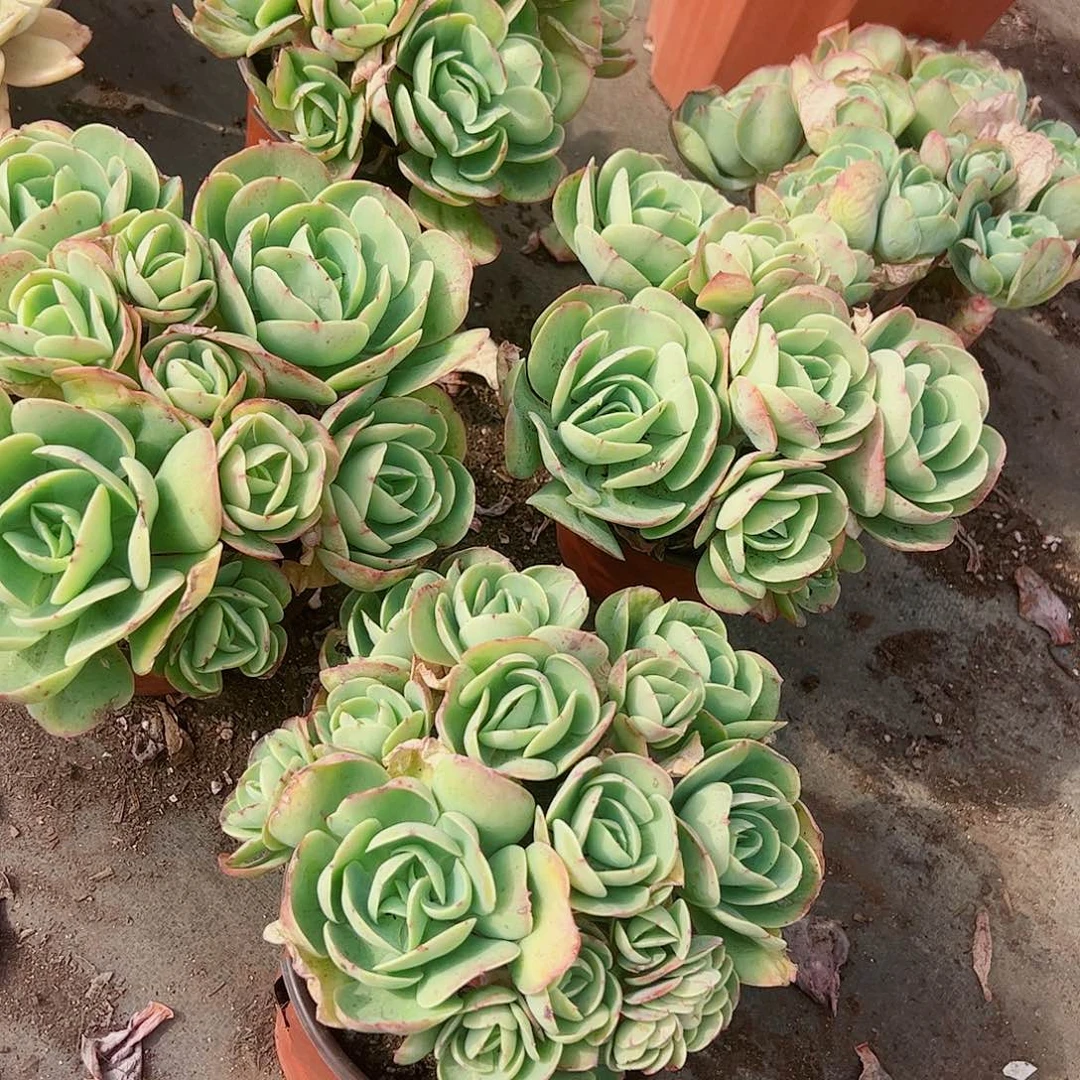 鸡蛋碧桃多头造型精品特价